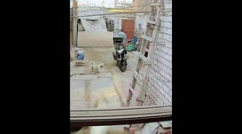 Security video shows dogs accidentally knock down woman in Lima, Peru