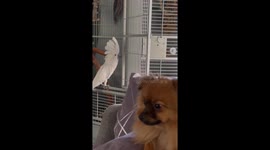 Parrot hilariously imitates dog’s bark in Jilin, China