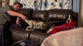 Dog unimpressed by toy dinosaur in Illinois, USA