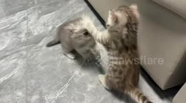 Playful kittens startled by loud noise in Henan, China