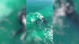 Breathtaking drone footage captured whale mothers and calves mid-migration