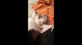 Gentle Dog Mothers Step-Kitten