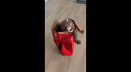 Dorphy in a Coke Zero Box