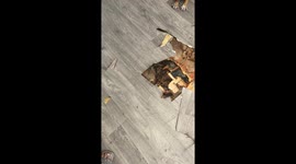 Frenchie Helps Rip Up the Floor