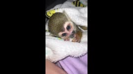 Baby Squirrel Monkey Sucks Thumb
