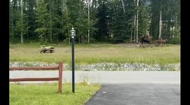 Moose Cow Chases Young Grizzly Away From Calves