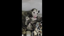 Sweet Opossum Mama With Her 7 Babies