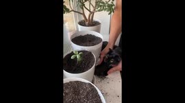 Cat Cleans Up Spilled Dirt