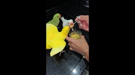 Feeding Baby Food to Parrots