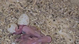 Ringneck Chicks Hatching
