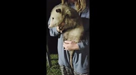Giant Opossum