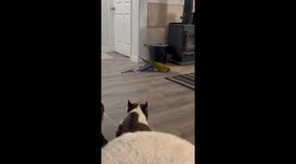 Macaw Sneaks Off With Favorite Dog Toy