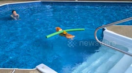 Corgi Swims with Pool Noodle Stabilizer