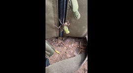 Bird Eats Emerging Dragonfly