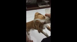 Teach Dog to Fetch