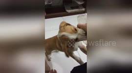 Newsflare Edit - Teach Dog to Fetch