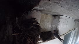 Amazing footage of a swallow Mum feeding her chicks in the nest - Portreath Cornwall