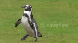 Adorable footage of 'running' penguins
