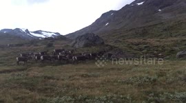 Herd of wild Reindeer on the move in Norway