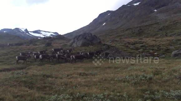Herd of wild Reindeer on the move in Norway
