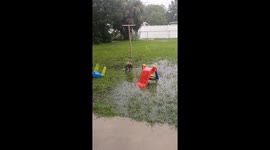 Puppy in the rain