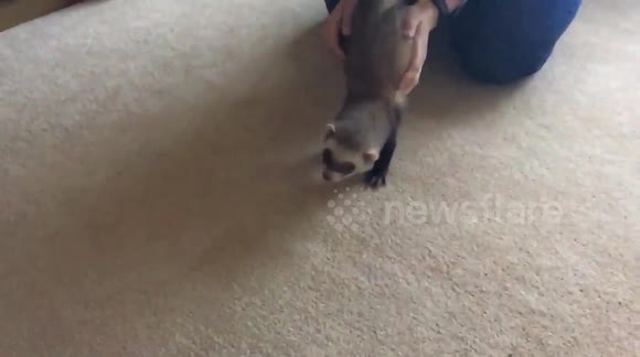Ferris the Ferret does a Weasel War Dance