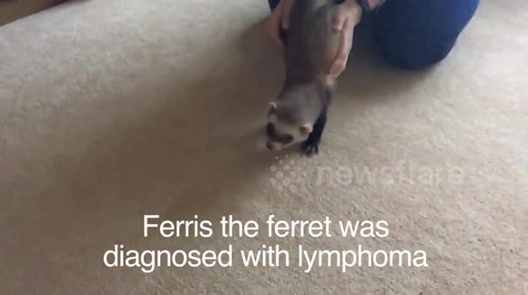 Ferris the Ferret does a Weasel War Dance (with subtitles)