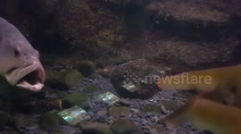 Atlantic goliath grouper tries to bite man's finger through glass