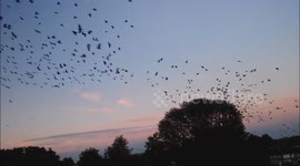 Flock of birds flies in beautiful sunset