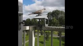 dove jaapie come eat