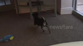 Crazy chihuahua puppy barking and trying to chase a sheepdog on TV!