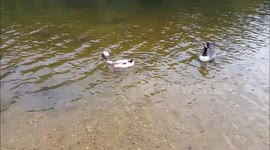 Duck sports haircut 'like Donald Trump'
