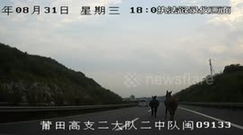 Two horses spotted trotting along a motorway in China