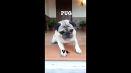 Pug Vs FLY