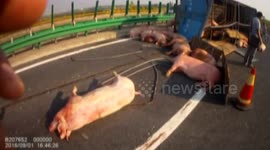 Lorry crash kills 17 pigs