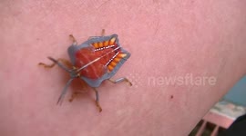 Dangerous insect on my arm