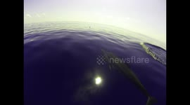 Dolphins start playing as soon as boat starts moving