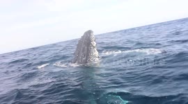 Pod of humpback whales puts on show for tourists