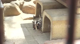 Fat Raccoon of Japan (without subtitles)
