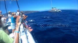 Dolphins jump near catamaran in a tourist boat trip in Funchal