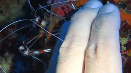 Diver gets a free manicure from a curious shrimp