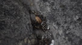 Ants in epic haul of house fly to their nest