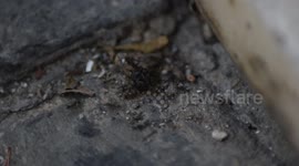 Ants in epic haul of house fly to their nest