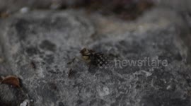 Ants in epic haul of house fly to their nest