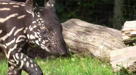 Endangered baby tapir plays with its mum