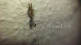 Spider roll a Ant with net