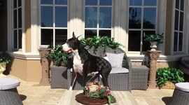 Great dane chills 'like a human'
