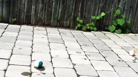 Dog moves ball closer so owner can throw it