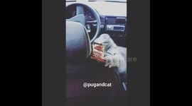 Pugandcat : This is how my diet goes