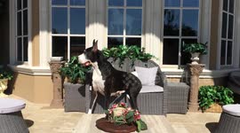 Newsflare Edit - Great dane chills 'like a human'